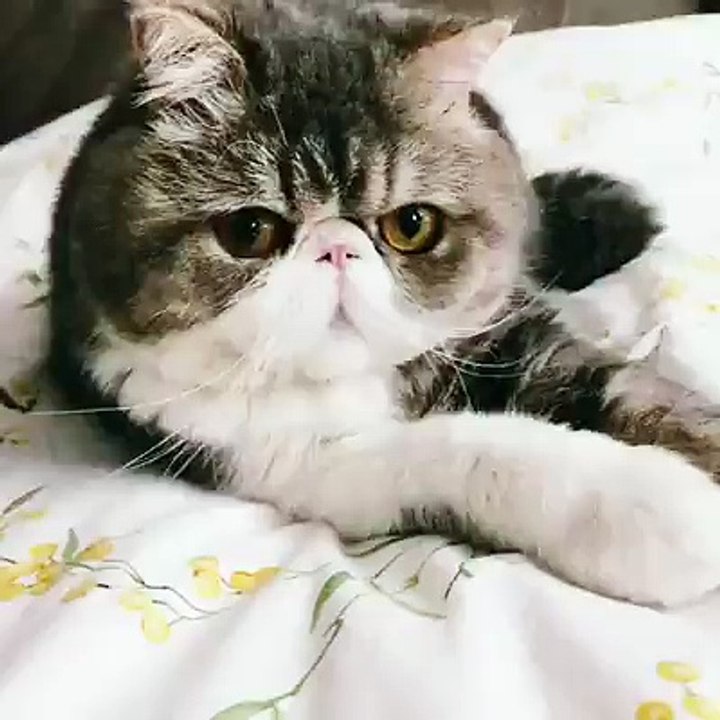 Surprised cat
