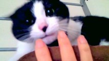 猫パンチ 連打! !おもしろ かわいい 猫動画♪ 見て! 笑えるww踊るスリスリ猫　- Cat attack . Angry Cat Pawing!? Funny cat!