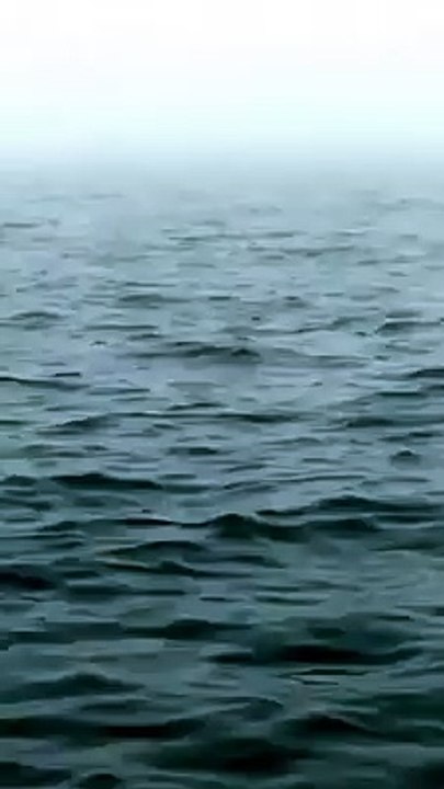 great whale leap