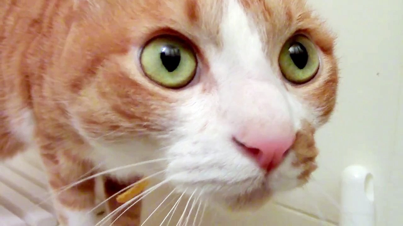 風呂嫌いな猫が風呂場に入った結末『お願い!助けて〜』そして僕(猫)は途方に暮れる?　- When a bathroom invades it a cat disliking a bath. HELP!