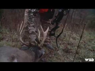 Starkey Hollow Whitetail Deer