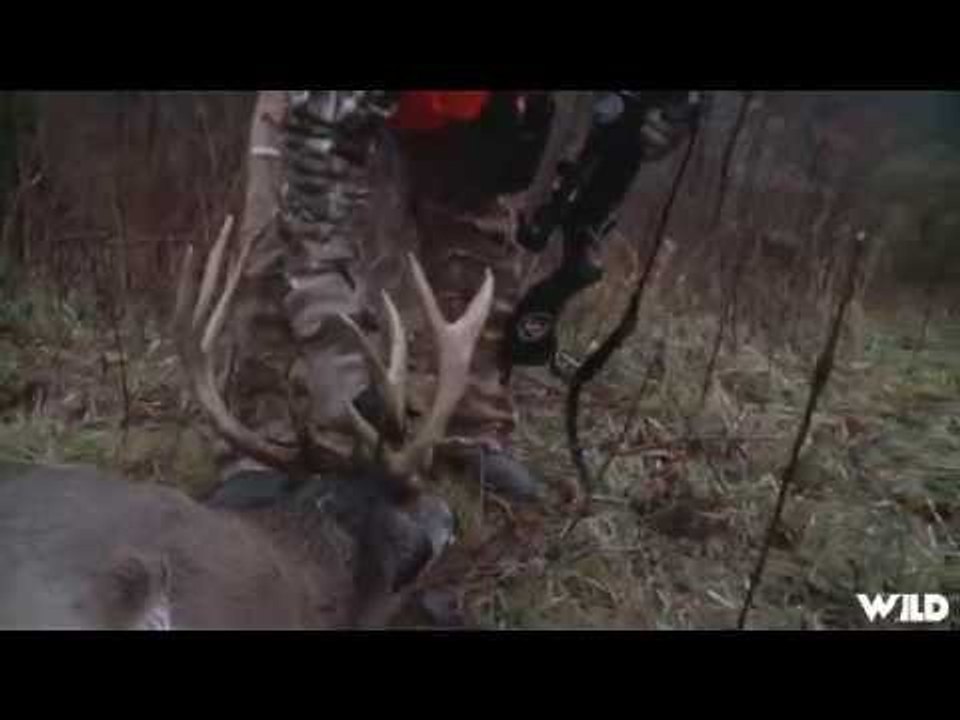 Starkey Hollow Whitetail Deer