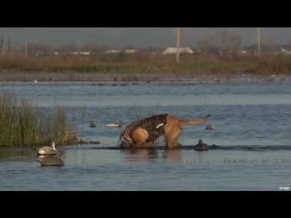 Duck Hunting with Owen Nolan