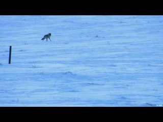 Trigger Effect - Coyote Hunting in Winter