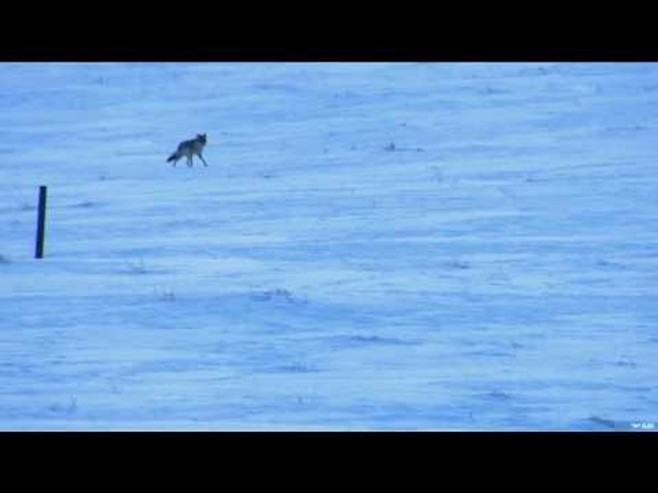 Trigger Effect - Coyote Hunting in Winter