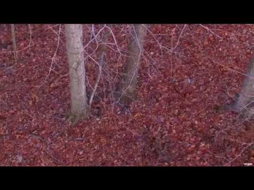 Bad Luck With A Buck