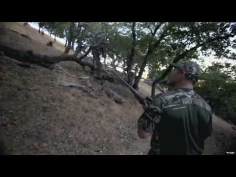 California Black Tail Deer