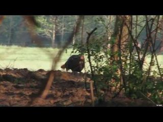 Eastern Double Tap Indiana Turkey Day