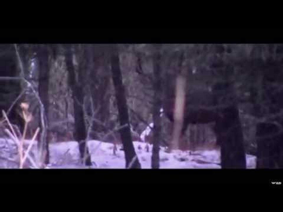 Hunting World Record Deer With Trigger Effect