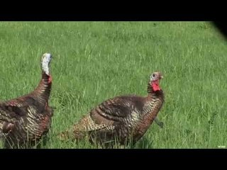 Turkey Commander Indiana Turkey Day