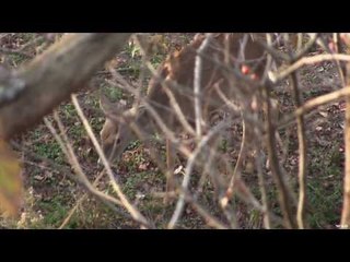 Deer Hunting in Kansas with Muzzle Loader