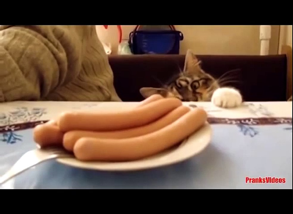 Веселые смешные кошки