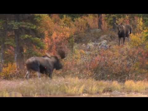 Moose Hunting with Bow in BC