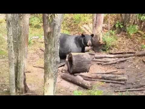 Girl Hunting Black Bear with a Bow