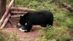 Hunting Black Bear with Bow in Ontario
