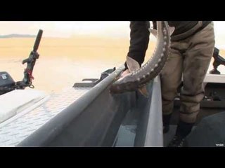 Fishing For Sturgeon in BC