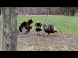 Hunting Turkey on Food Plots