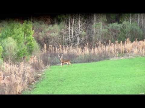 Open Land Deer Hunting