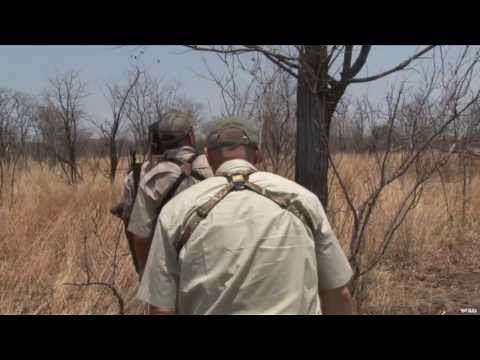 Hunting Cape Buffalo in Zimbabwe
