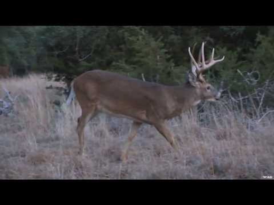 Bowhunting Deer Big 10 Pointer