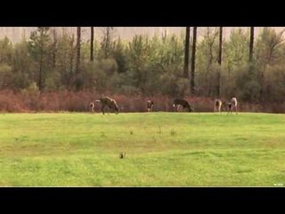 Hunting White-tails on Food Plots