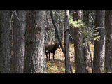 Hunting Elk with Bows in Montana