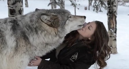 Un loup fait des bisous à sa jolie soigneuse