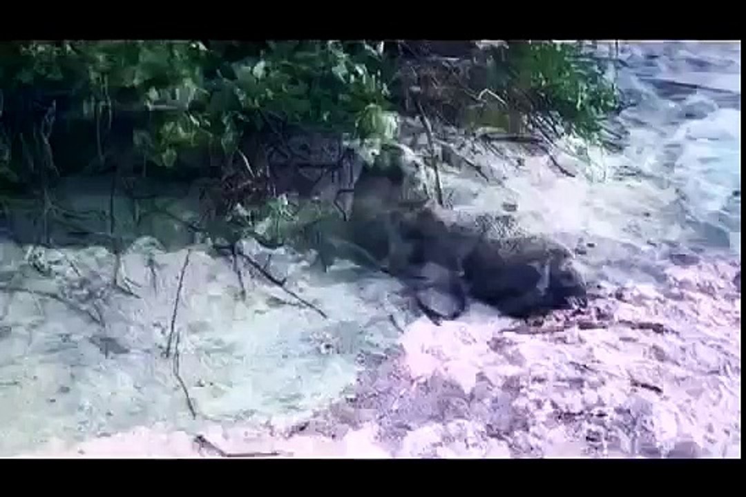 So enteer it (Funny Videos 720p)