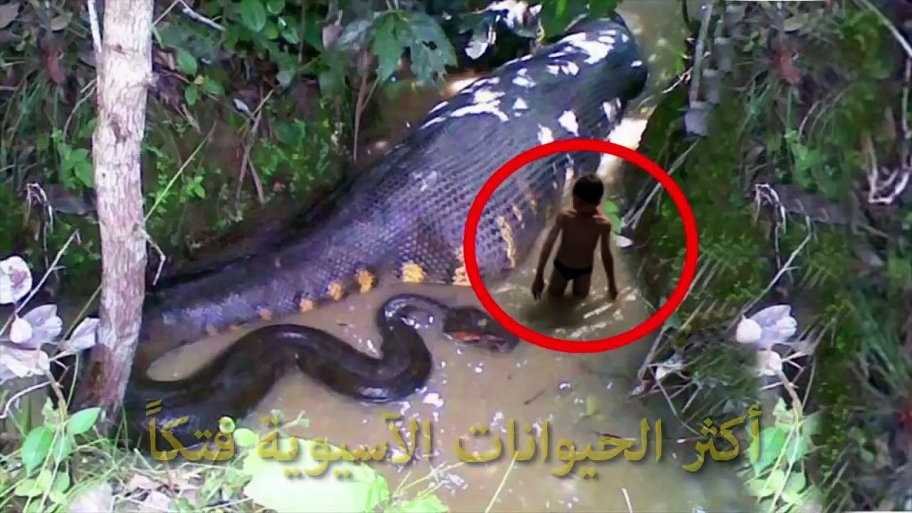 أكثر الحيوانات الآسيوية فتكاً..!!