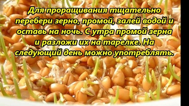 Как проращивать семена и зерна