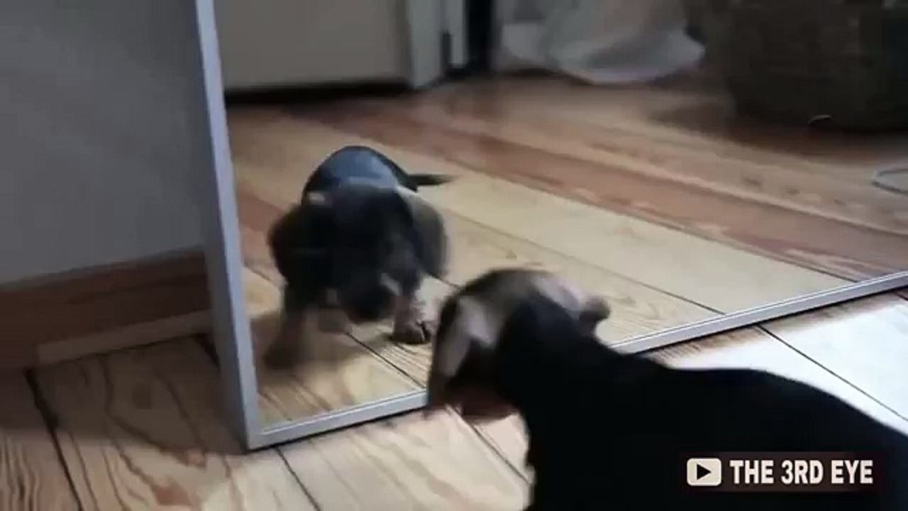 Dog vs Mirror | Original Sound | HD (FULL HD)