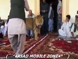 LION LOVE WITH HUMAN,Very interesting video clip (Funny Videos 720p)