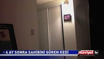 6 AY SONRA SAHİBİNİ GÖREN KEDİ