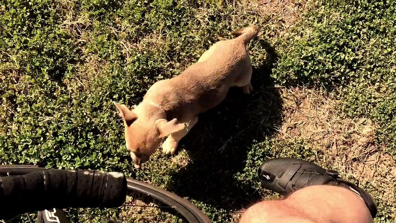 I found an abandoned puppy