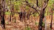 Australian Water Buffalo Hunt