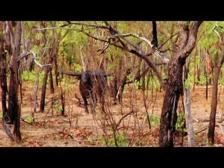 Australian Water Buffalo Hunt