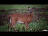 Hunting Whitetails from A Blind