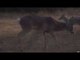 Bowhunting White-tail Deer in Texas