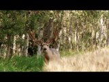 Bowhunting a Mule Deer