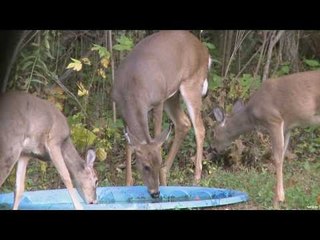 Teen Bowhunters Hunt Whitetails