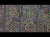 NASP Archery Tournament Youth Bow and Arrow