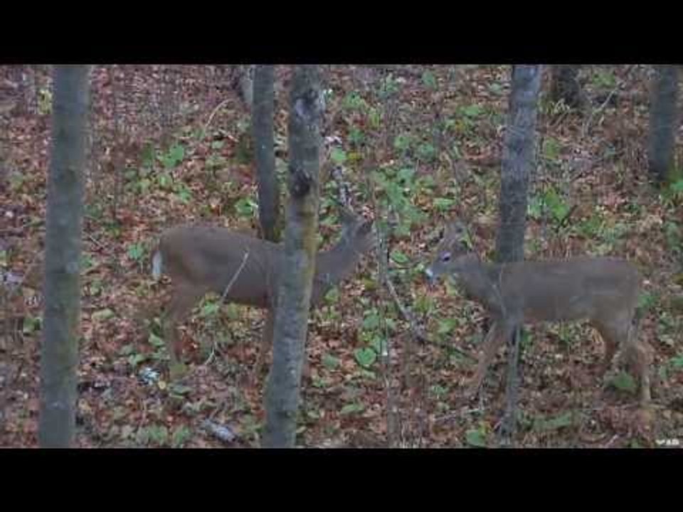NASP Archery Tournament Youth Bow and Arrow