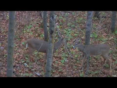 NASP Archery Tournament Youth Bow and Arrow