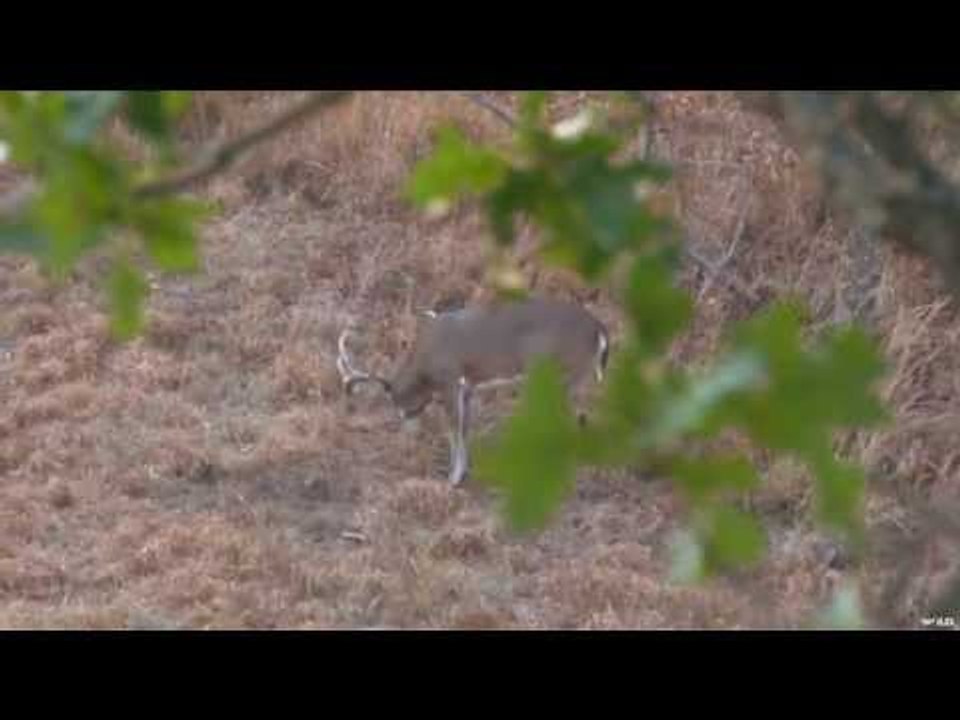 Big Buck Hunting
