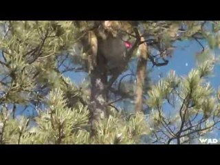 Mountain Lion Hunting with Dogs
