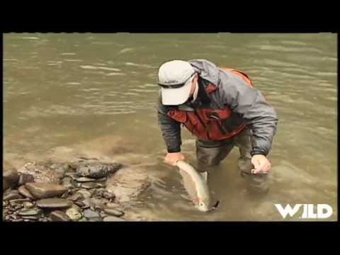 Steelhead Salmon Fishing