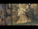 Hunting for Elk with Bow in New Mexico