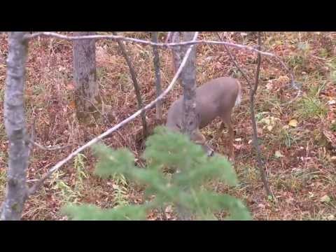 Hunting for Whitetail Deer with Bow in Minnesota