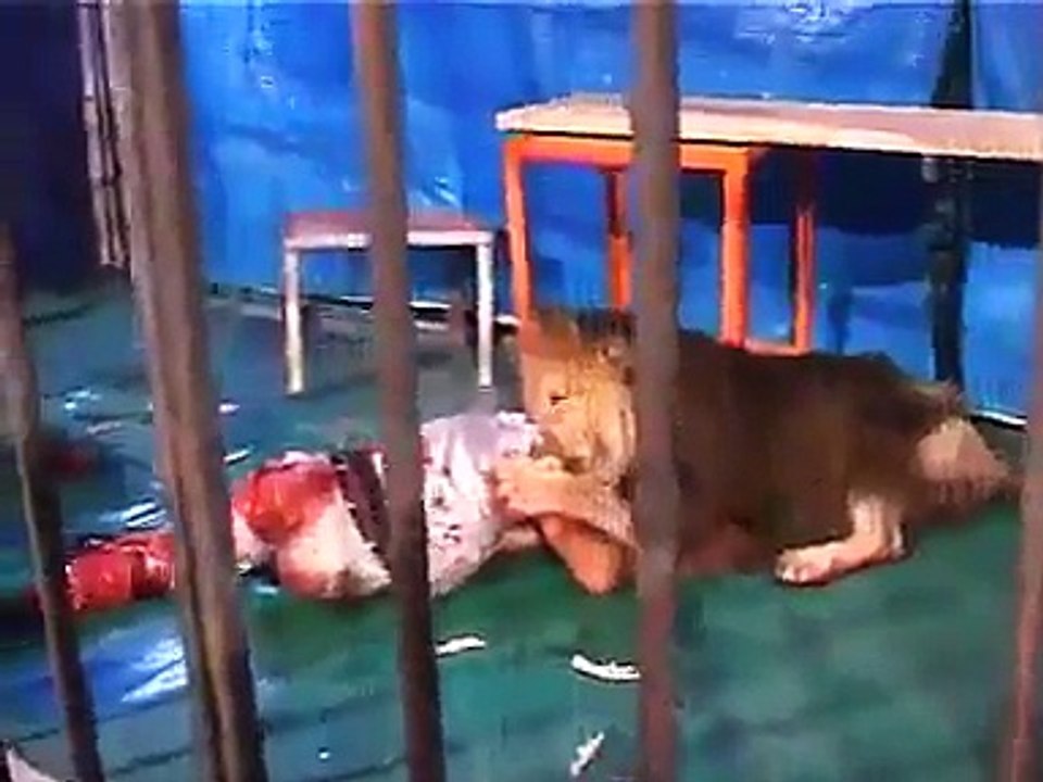 Lion vs man