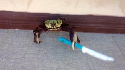 Vê só como este caranguejo se defende dos humanos com uma faca! :)